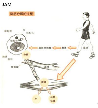 运动减肥的最好方法 方法选对不再受罪 游泳 跳绳 跑步 走路 指南  第4张